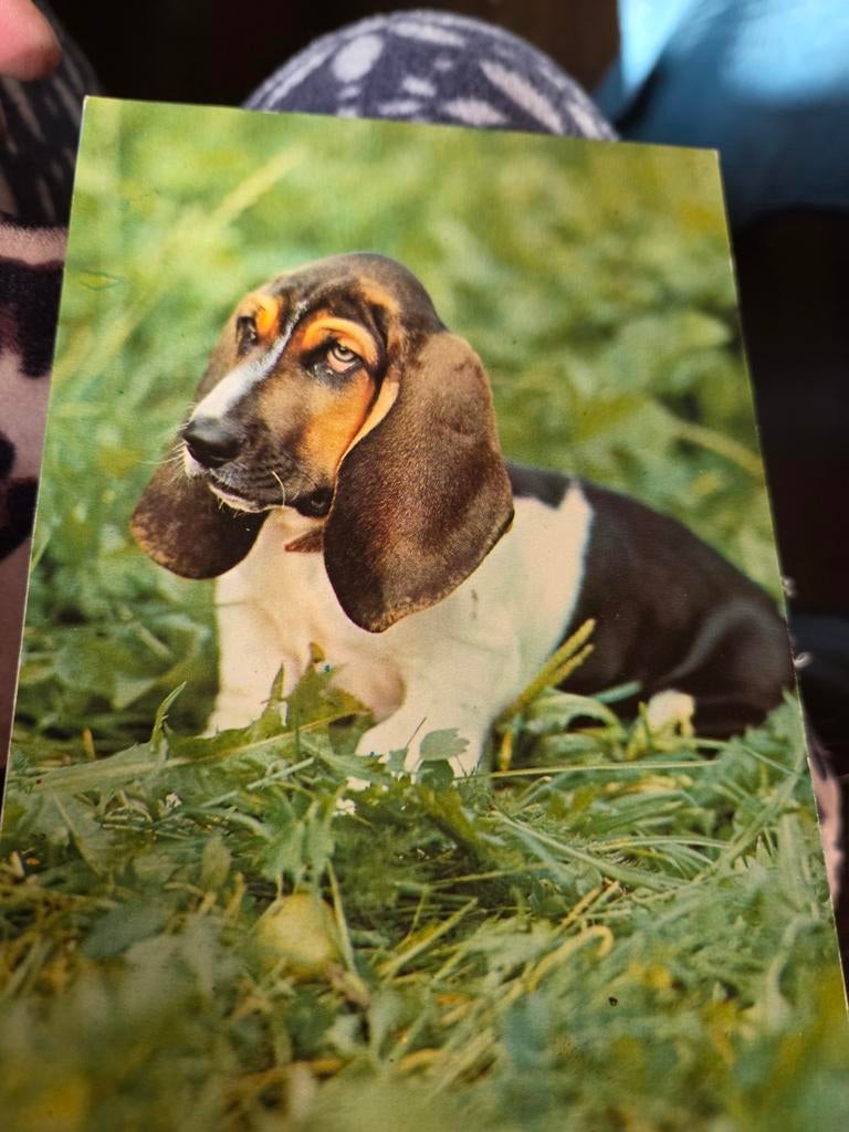 Vintage Ansichtkaart Basset Hound Hond, Ophalen of Verzenden, 1960 tot 1980, Ongelopen, Hond of Kat