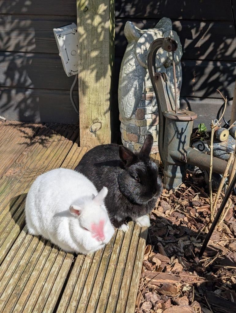 Lieve kleine konijntjes te koop, Dieren en Toebehoren, Konijnen, Vrouwelijk