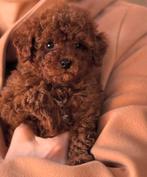 Prachtige toypoedel pups, Poedel, Parvo, 8 tot 15 weken, Meerdere