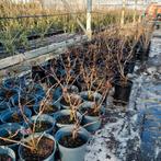 Restpartij vlierbessen, Black lace, Black tower Golden tower, Ophalen, Laurier, Struik, Minder dan 100 cm
