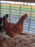 10 mooie barneveldse kippen en marans kippen, Vrouwelijk, Kip