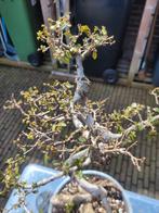 Ulmus parvifolia, Bloeit niet, Overige soorten, 100 tot 250 cm, Ophalen