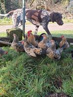 Broedeieren hollandse kriel citroenporselein, Geslacht onbekend, Kip