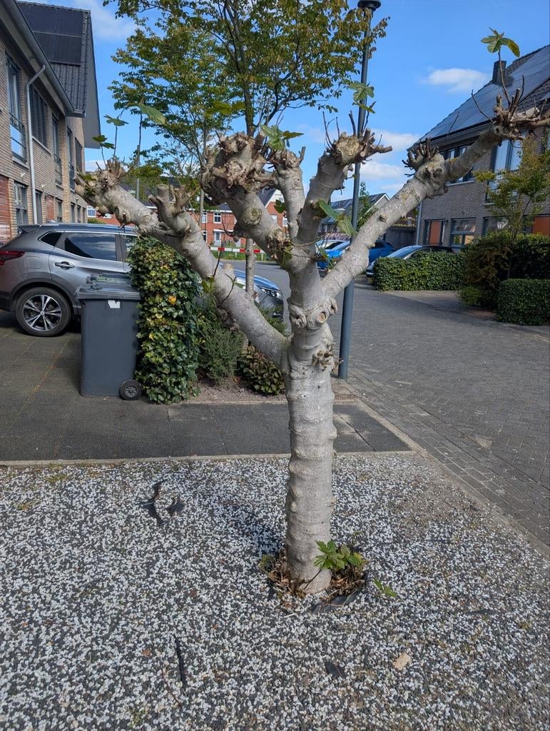 Robuuste Vijgenboom - Perfect voor uw tuin!, Overige soorten, Lente, 100 tot 250 cm, Ophalen