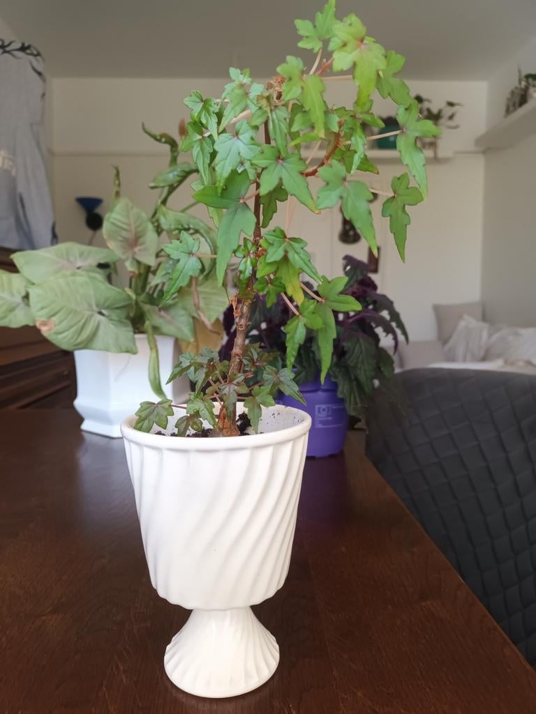 Plantje in Delfswit potje, Huis en Inrichting, Ophalen of Verzenden, Halfschaduw, Minder dan 100 cm