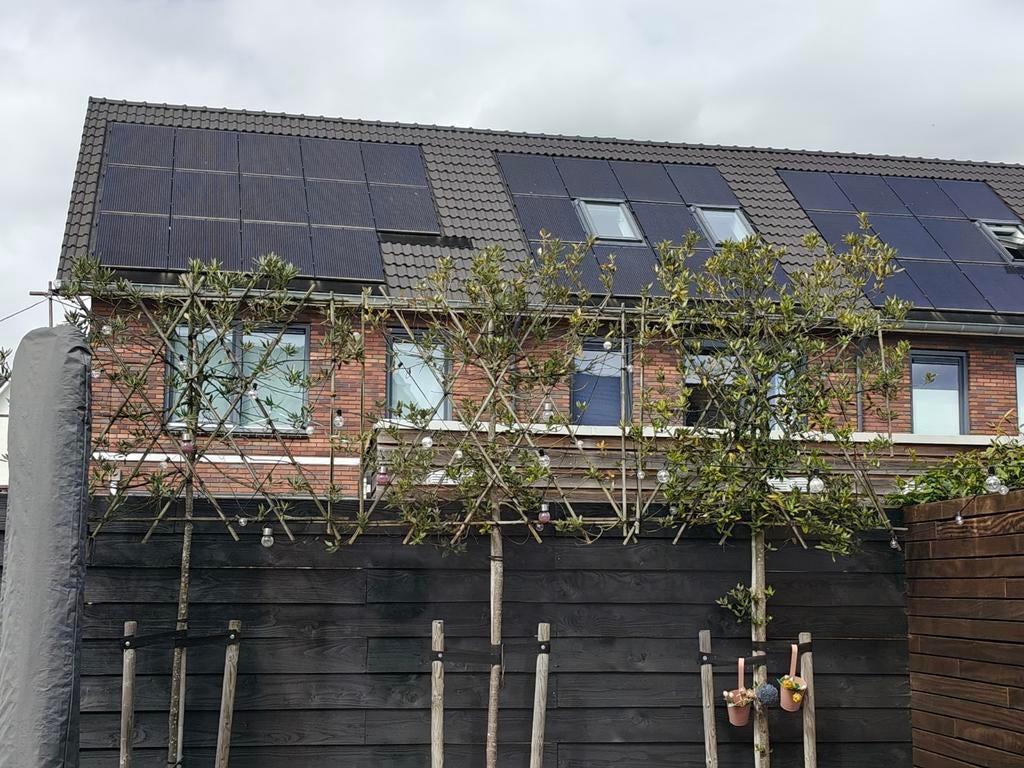 Drie keer steeneik leiboom. (Quercus Ilex), Tuin en Terras, Planten | Bomen, Ophalen, Volle zon, Overige soorten