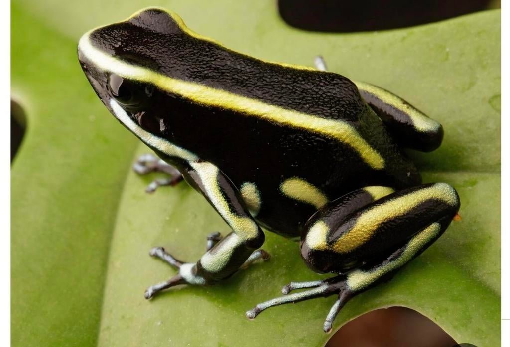 Dendrobates Truncatus, Dieren en Toebehoren, Reptielen en Amfibieën, Amfibie, 0 tot 2 jaar