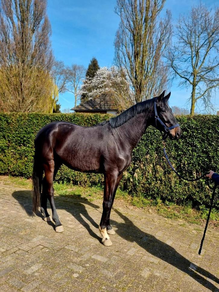 Total Mclaren ruin met een lieve, maar stoere uitstraling !, Dieren en Toebehoren, Paarden, Ruin, 170 tot 175 cm, 3 tot 6 jaar