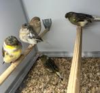 Gloster kanaries, Meerdere dieren, Kleurkanarie