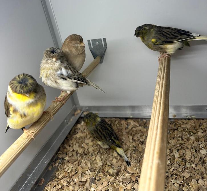 Gloster kanaries, Dieren en Toebehoren, Vogels | Kanaries, Kleurkanarie, Meerdere dieren