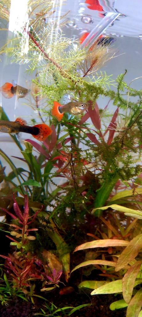 Koi balloon tuxedo guppen, Dieren en Toebehoren, Vis