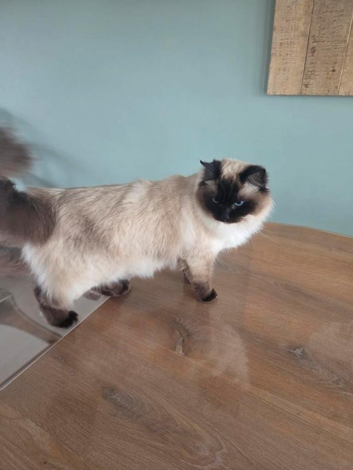 Gezocht ragdoll dekkater, Dieren en Toebehoren, Katten en Kittens | Dekkaters, 0 tot 2 jaar