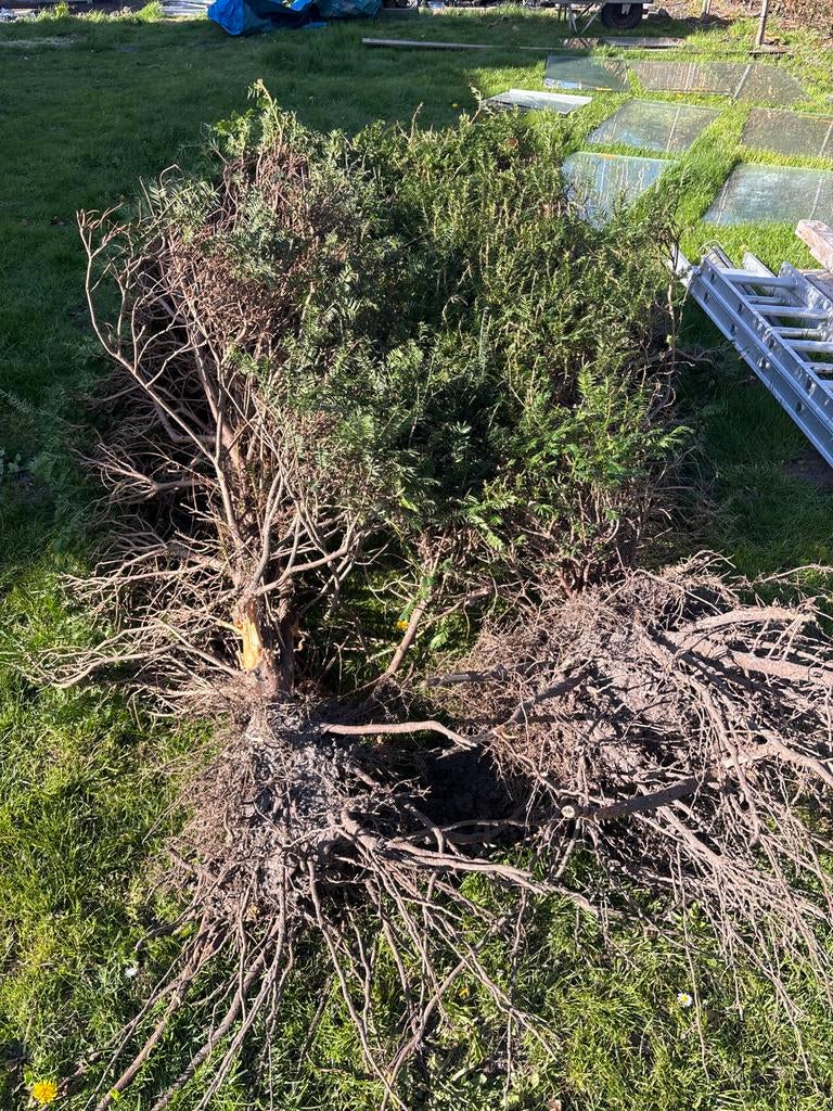 Taxus struik, Tuin en Terras, Ophalen of Verzenden, Taxus, Struik, Minder dan 100 cm