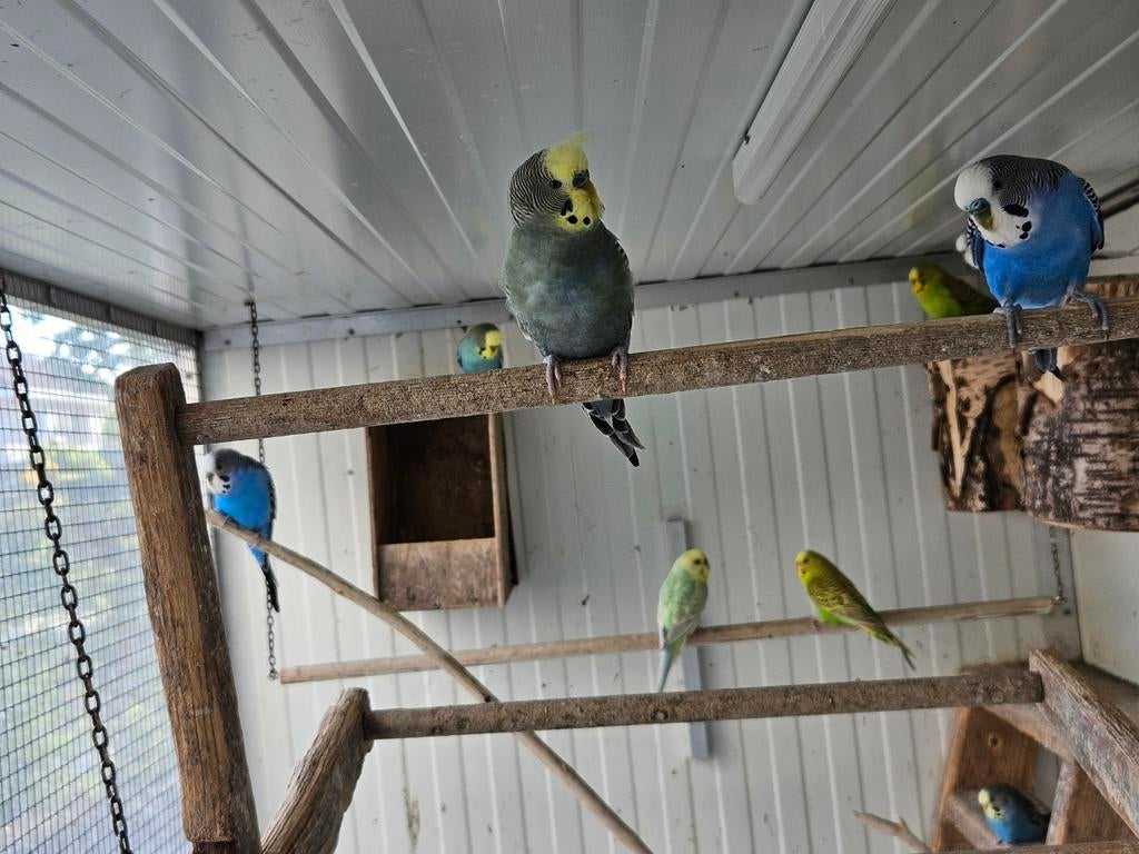 Grasparkieten, Dieren en Toebehoren, Vogels | Parkieten en Papegaaien, Meerdere dieren, Parkiet