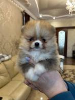 Op zoek naar een nieuwe baasje, Fokker | Hobbymatig, 15 weken tot 1 jaar, CDV (hondenziekte), Buitenland