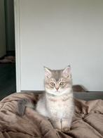 Britishshort, Dieren en Toebehoren, Kater, Ontwormd, 0 tot 2 jaar