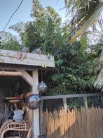 Grote bamboestruik +/- 130x130cm, Tuin en Terras, Planten | Bomen, Ophalen, Bloeit niet, Halfschaduw, Overige soorten