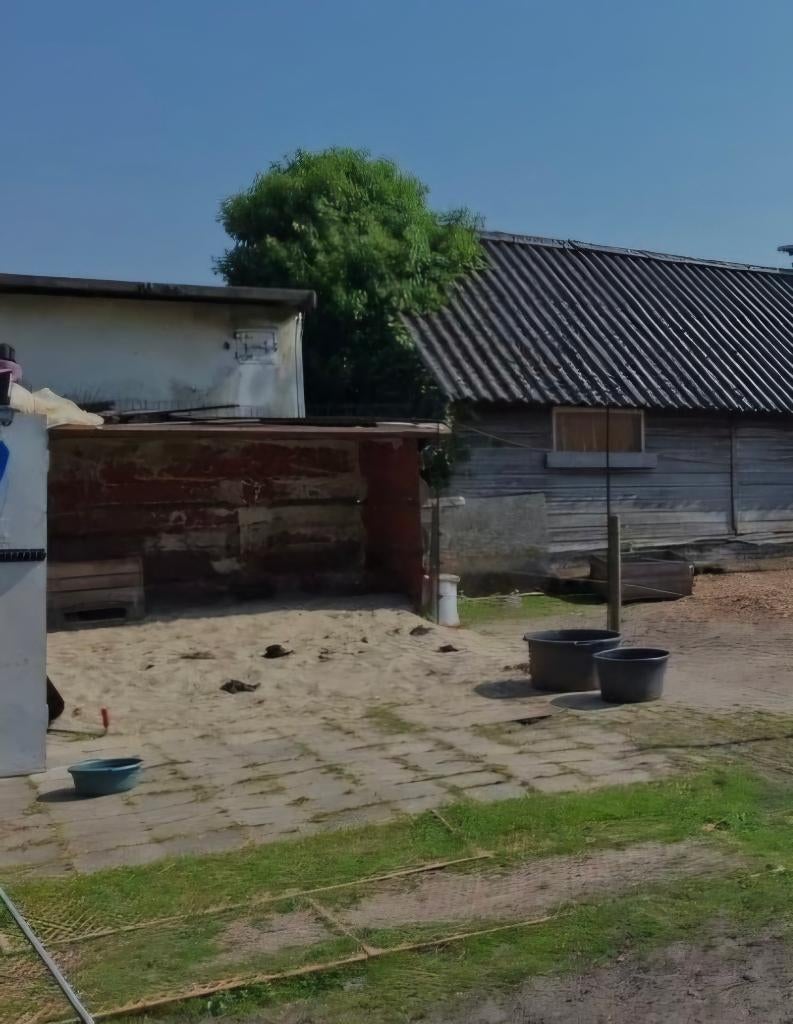 Th, Gezamelijke shetlander stalling Westbroek., Dieren en Toebehoren, Stalling en Weidegang, Stalling