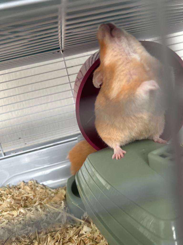 hamster, Dieren en Toebehoren, Knaagdieren, Hamster, Vrouwelijk, Januari, Tam