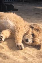 Aussi doodle pups met mooie kleuren!, Dieren en Toebehoren, Parvo, België, Fokker | Hobbymatig, Overige rassen