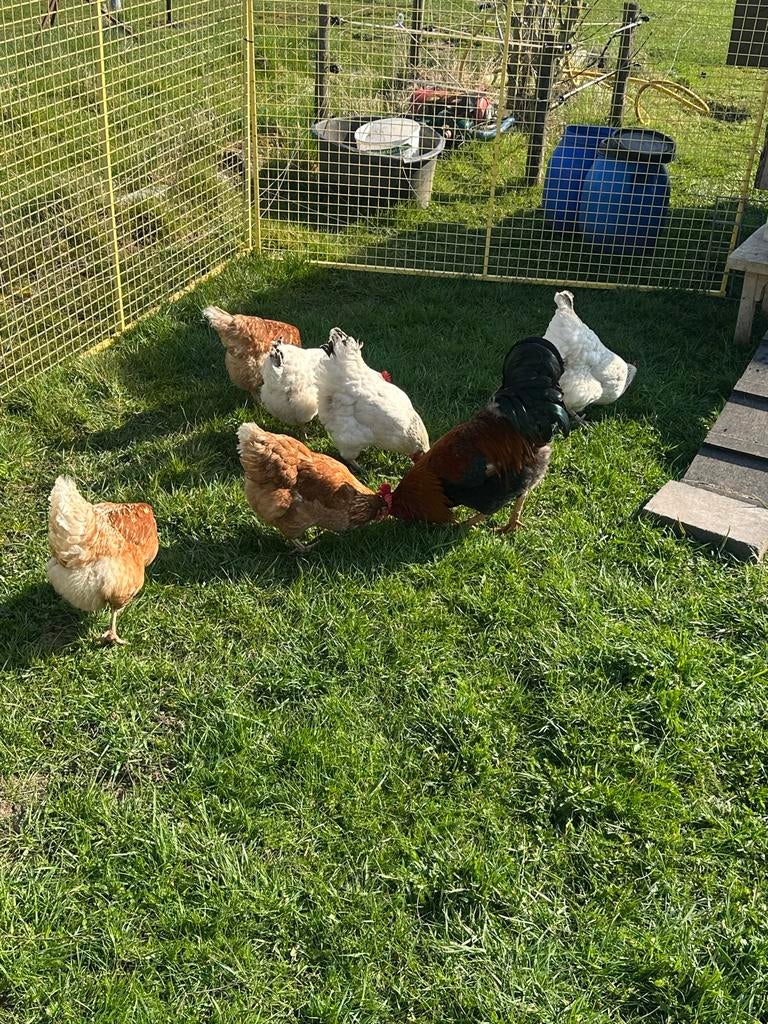 🥚🐣Broedeieren bruine legkip en Sussex🥚🐣, Dieren en Toebehoren, Pluimvee, Geslacht onbekend, Kip