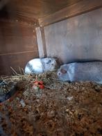 Cavia's, Dieren en Toebehoren, Knaagdieren, Januari, Meerdere dieren, Cavia