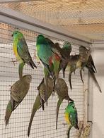 Allerlei volierevogels gezocht, Meerdere dieren, Parkiet, Geringd