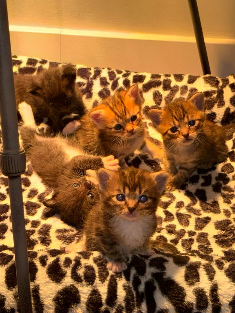 Kittens britse langhaar kittens, Dieren en Toebehoren, 0 tot 2 jaar