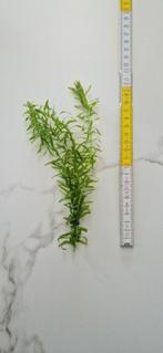 Elodea densa (waterpest), Ophalen of Verzenden, Nieuw, Plant(en), Steen of Hout