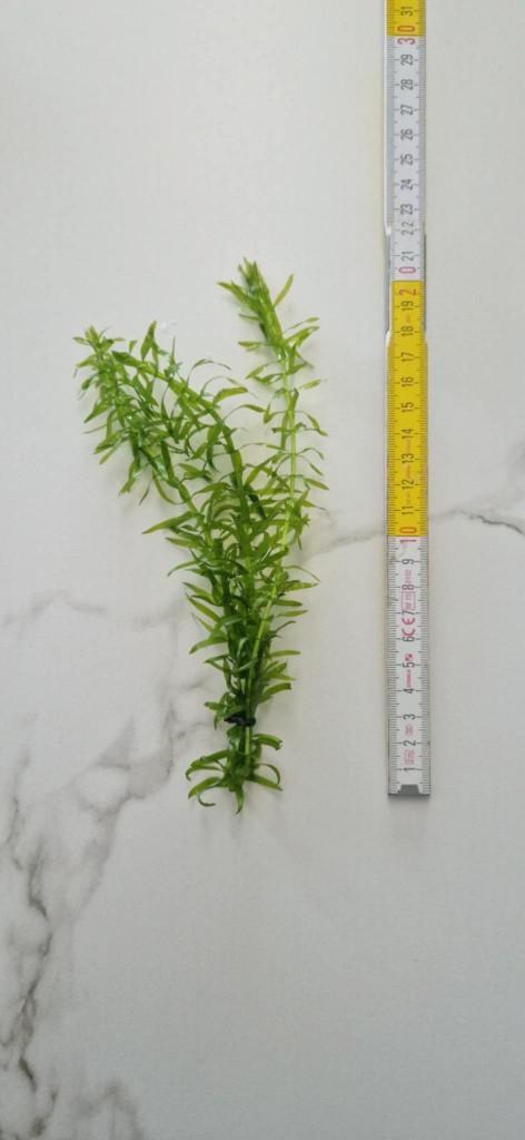 Elodea densa (waterpest), Dieren en Toebehoren, Vissen | Aquaria en Toebehoren, Nieuw, Plant(en), Steen of Hout, Ophalen of Verzenden