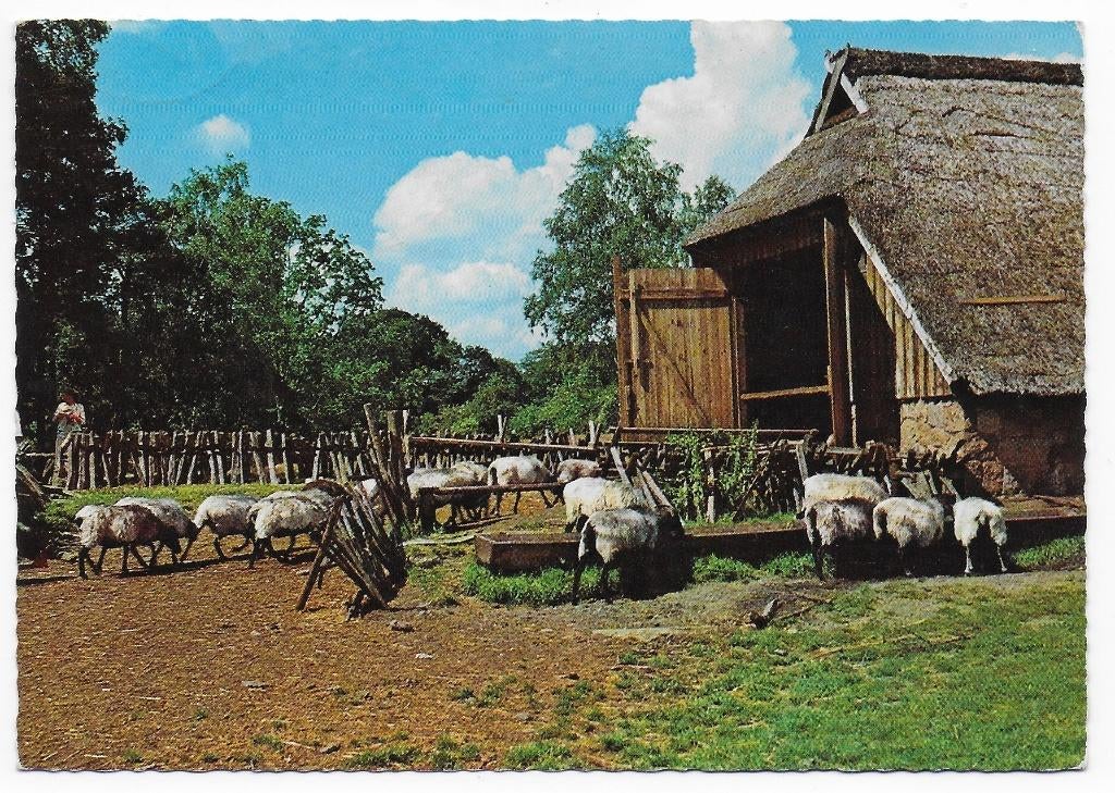 Nederland Schapenboet gelopen Ansichtkaart (B2434 ), Ophalen of Verzenden, 1980 tot heden, Gelopen