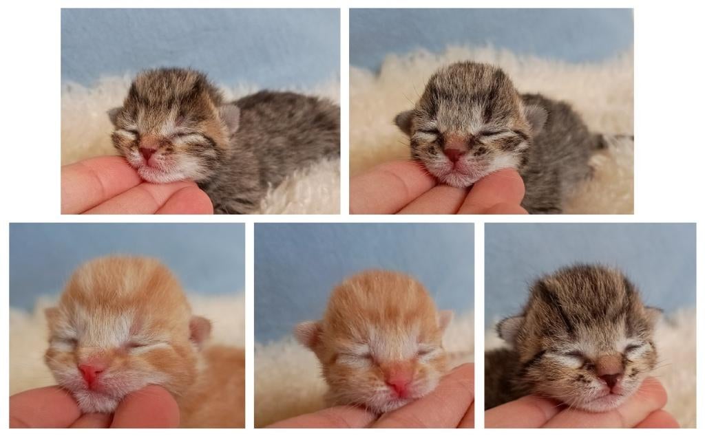 Prachtige kittens, liefdevol opgegroeid met kids en hond, Dieren en Toebehoren, Meerdere dieren, Kortharig, 0 tot 2 jaar