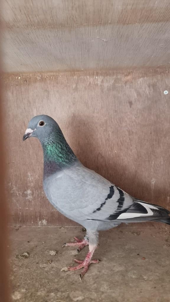 postduif duivin, Dieren en Toebehoren, Vrouwelijk, Postduif