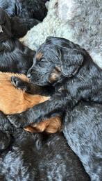 Prachtig nest medium Australian labradoodle pups, 8 tot 15 weken, Parvo, Meerdere, Meerdere dieren