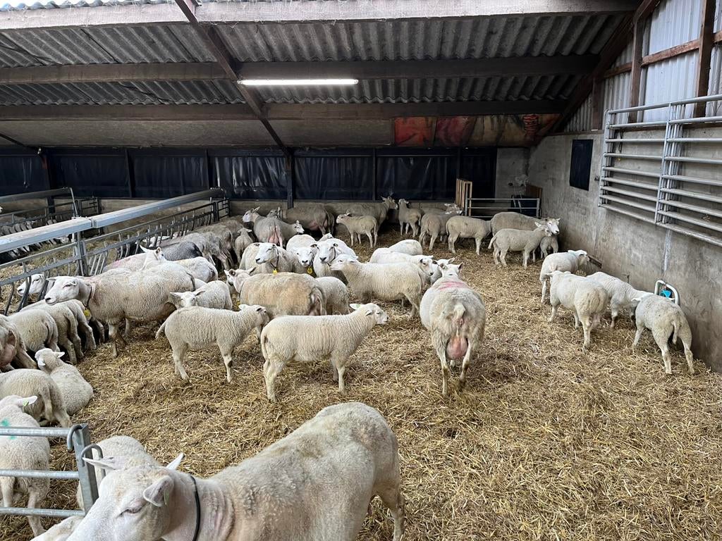 Grote koppels swifter ooilammeren te koop!, Dieren en Toebehoren, Schapen, Geiten en Varkens, Meerdere dieren, Schaap