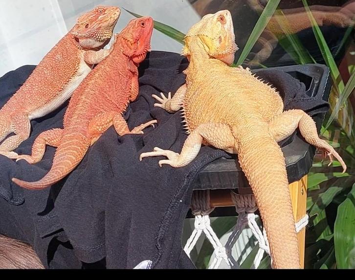 Baardagaam Orange, Citrus, Red Vrouw Bearded Dragon - female for sale from Selerusker