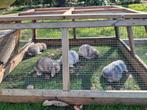 Lieve kleine hangoorkonijntjes te koop!!, Dieren en Toebehoren, Ophalen of Verzenden, Zo goed als nieuw, Overige typen