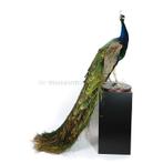 Diverse kleurrijke opgezette pauwen te koop!, Ophalen of Verzenden, Nieuw, Vogel, Opgezet dier