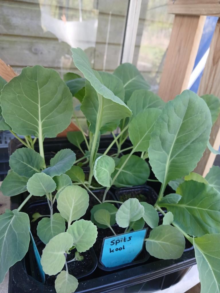 Spitskool plantjes, Tuin en Terras, Planten | Tuinplanten, Ophalen, Eenjarig, Groenteplanten, Volle zon