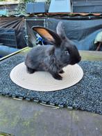 Mooi nestje duitse reusjes, Dieren en Toebehoren, Konijnen, Mannelijk, Groot