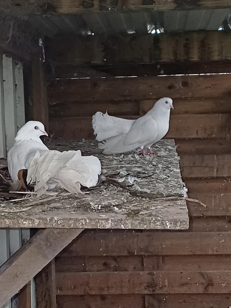 Witte pauwstaart duiven Meerle, Meerdere dieren, Postduif