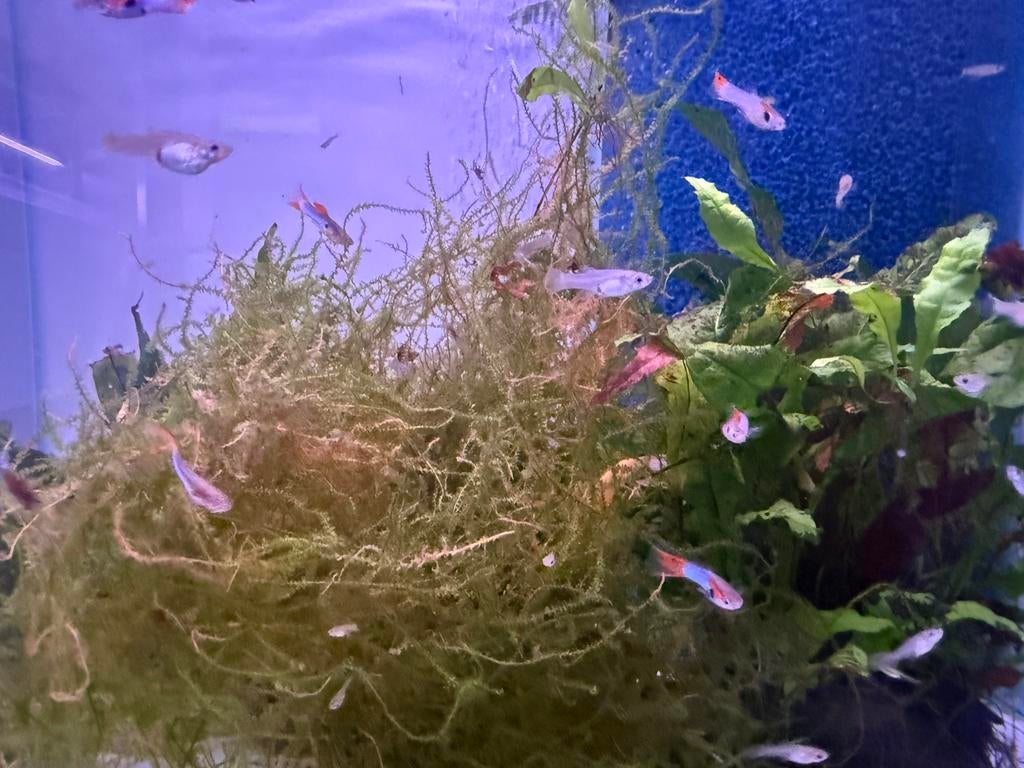 Japan blue endler guppen, Dieren en Toebehoren, Vissen | Aquariumvissen, Vis