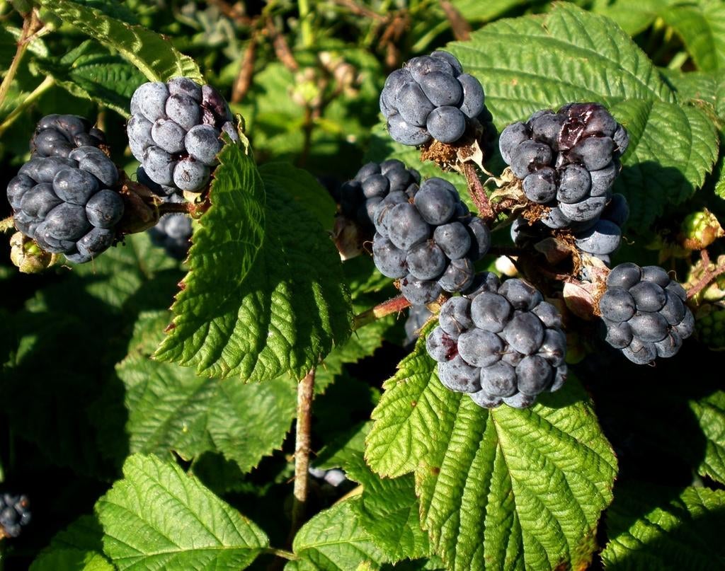 Uit de biologische moestuin: Dauwbraam, stek., Ophalen of Verzenden, Vaste plant, Fruitplanten, Halfschaduw