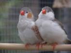 ZEBRAVINKEN, Meerdere dieren, Tropenvogel, Geringd