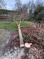 Vers gekapt brandhout - kastagne stam rond 20cm, Tuin en Terras, Haardhout, Minder dan 3 m³, Ophalen, Overige houtsoorten, Stammen