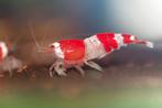 PRL Cristal Red Garnaal., Dieren en Toebehoren, Vissen | Aquariumvissen, Kreeft, Krab of Garnaal, Zoetwatervis, Schoolvis