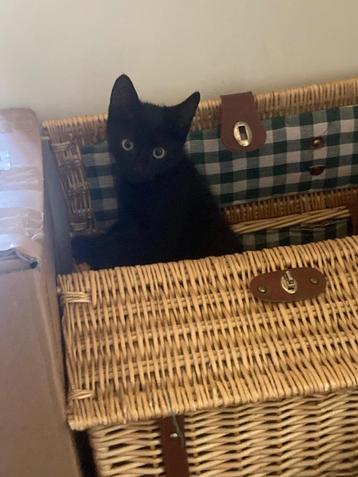 Kitten zwart 11 weken, katertje.  beschikbaar voor biedingen