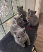 Britse Korthaar Kitten, Dieren en Toebehoren, Katten en Kittens | Raskatten | Korthaar, Ontwormd, Poes