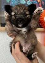 Papillon x mini pomrianian., Dieren en Toebehoren, Honden | Chihuahua's en Gezelschapshonden, Overige rassen, CDV (hondenziekte)