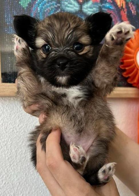 Papillon x mini pomrianian., Dieren en Toebehoren, Honden | Chihuahua's en Gezelschapshonden, Teef, Overige rassen, Particulier